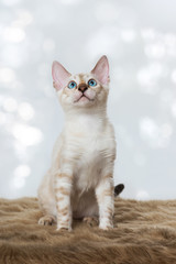 Bengalkatze
