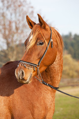 Portrait of nice arabian horse