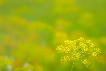 Close up of blooming dill flowers in seasoning kitchen garden. Fresh fennel blossoms on the green colorful bokeh background with the copy space for text. Selective focus