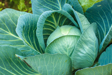 Obraz premium Close-up of fresh cabbage in the vegetable garden