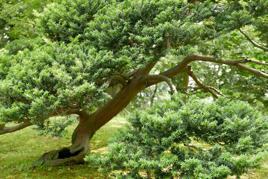 Japanese Pinus thunbergii pine tree in park