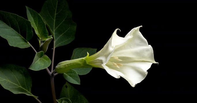 Blooming of datura flower, dope, stramonium, thorn-apple, jimsonweed. 4K timelapse video