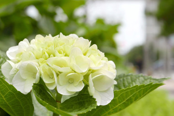 light green curd flower ball with leaves