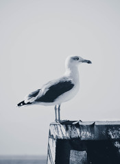 Beautiful seagull is sitting in port area. Seabird closeup, in a harbor, looking into a camera. Sea on the background. black and white