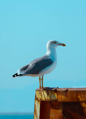 Beautiful seagull is sitting in port area. Seabird closeup, in a harbor, looking into a camera. Sea on the background.