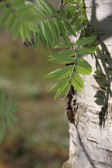 Birch tree leafs on sunny day in summer