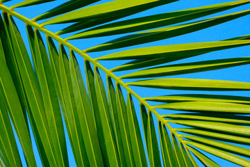 Palm tree brunch in sunlight, blue sky on the background. Colorful green bright sunny palm-tree closeup view, backdrop.