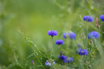 Flowers with shallow Depth Of Field in summer