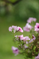 Flowers with shallow Depth Of Field in summer