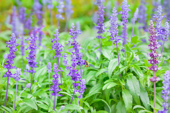 Purple Sage Flowers