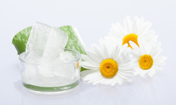 Beautiful composition of fresh aloe vera leaves, aloe pulp in a gluss bowl and chamomile flowers