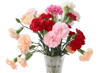 multicolor carnations