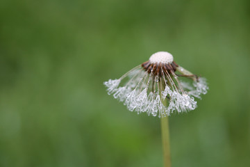 raindrops on dandelion
