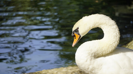 Swan's head and curved neck, in sunny day, with water background, macro view