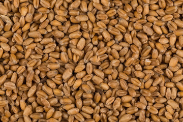 whole background of wheat grain