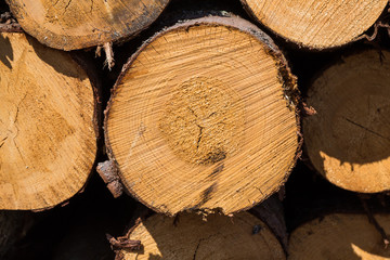 Fototapeta premium Freshly cut tree logs