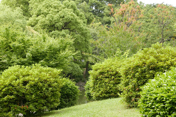 Fototapeta na wymiar The green tree, plants, Japanese zen garden and lake