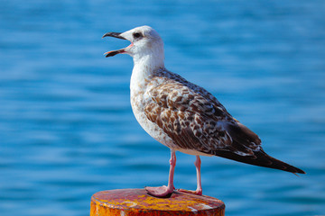 Beautiful seagull is sitting in port area. Seabird with open mouth closeup, in a harbor, looking into a camera. Sea on the background.