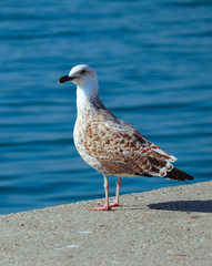 Beautiful seagull is sitting in port area. Seabird closeup, in a harbor, looking into a camera. Sea on the background.