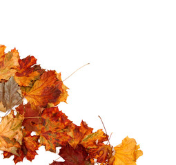 Autumn dry maple leafs