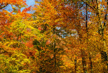 golden foliage on trees against blue sky