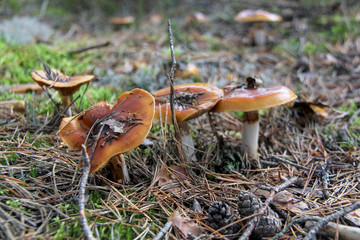 Mushroom. A large mushroom. A beautiful mushroom in the forest. Mushroom in the moss.