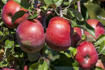 France. Tarn et Garonne, Pommes Fuji