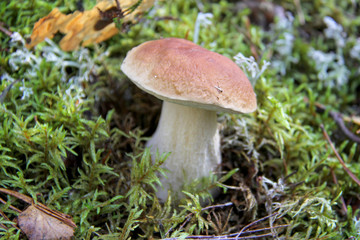 Boletus. Mushroom. Edible mushroom. A large mushroom. A beautiful mushroom in the forest. Mushroom in the moss.