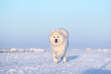 White dog samoyed running through the snow