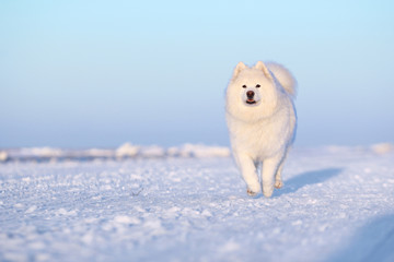 White dog samoyed running through the snow