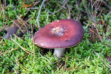  Mushroom. A large mushroom. A beautiful mushroom in the forest. Mushroom in the moss.