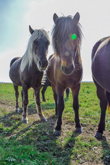 Horses in the meadow