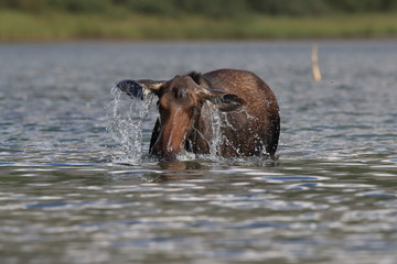 Moose Feeding in Pond in Glacier National Park in Montana 