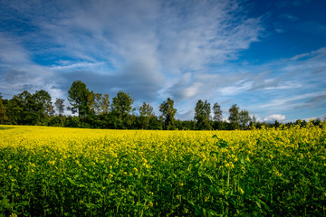 Obraz premium Raps Feld mit Bäumen und Wolken am Himmel im Bayerischen Wald
