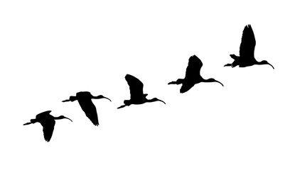 Fototapeta na wymiar Glossy ibis (Plegadis falcinellus) wedge in flight. Vector silhouette a flock of birds