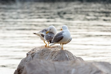 Two seagulls standing on rocks