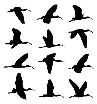 Glossy ibis (Plegadis falcinellus) in flight silhouettes set