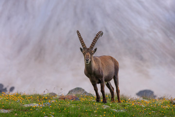 Ibex, Range of Mont Blanc, France