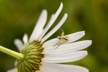 Obraz premium Spider on white flower Daisy.