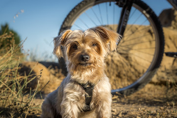 dog resting during a trip in the countryside, a bicycle behind blur, Yorkshire Terrier brown Doggy.