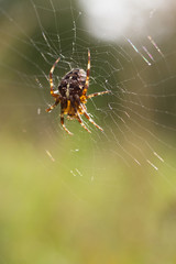 Spider