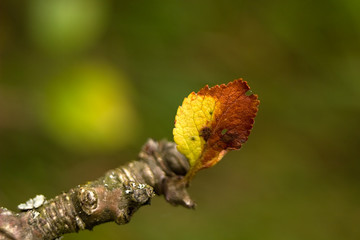 Autumn scene, colorful leaves of trees
