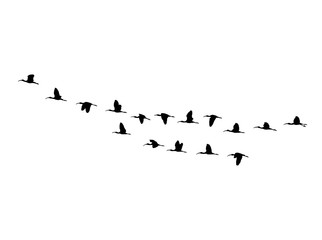 Glossy ibis (Plegadis falcinellus) wedge in flight. Vector silhouette a flock of birds
