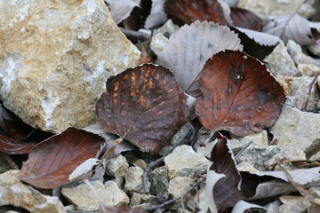 leaves and stones
