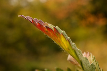 Autumn scene, colorful leaves of trees