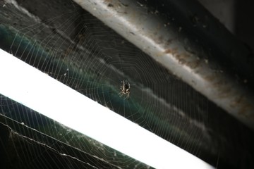 Old spider web with spider under dirty pipeline. Slovakia