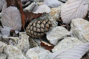 leaves and stones
