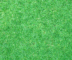 Fototapeta premium grass