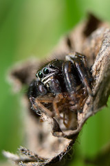 Spider