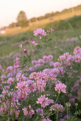 Obraz premium Purple Crown Vetch (Coronilla varia)